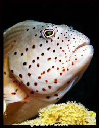 Freckled Hawkfish's Portrait by Adolfo Maciocco 
